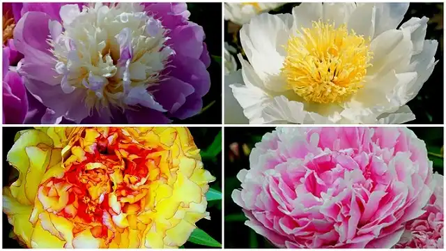 Different Species Of Peony Flowers